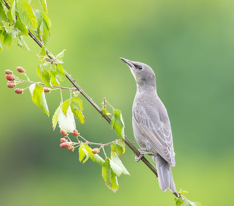 european starling, обыкновенный скворец, скворец Juvenile, European Starling -Обыкновенный скворец фото превью