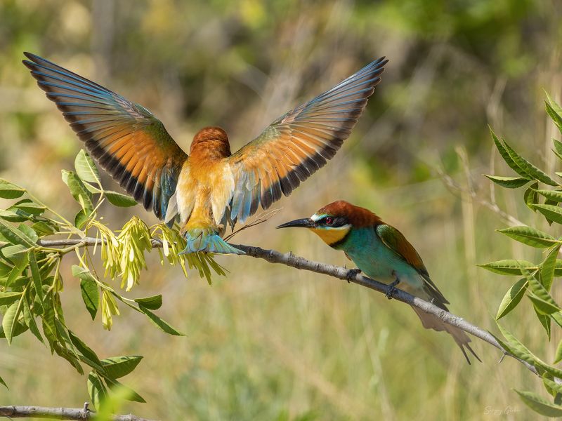 щурка, птицы, пернатые Золотистые щурки фото превью