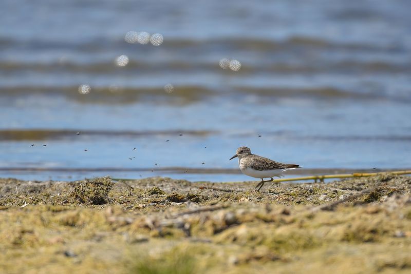 Песочник и назойливые мухи фото превью