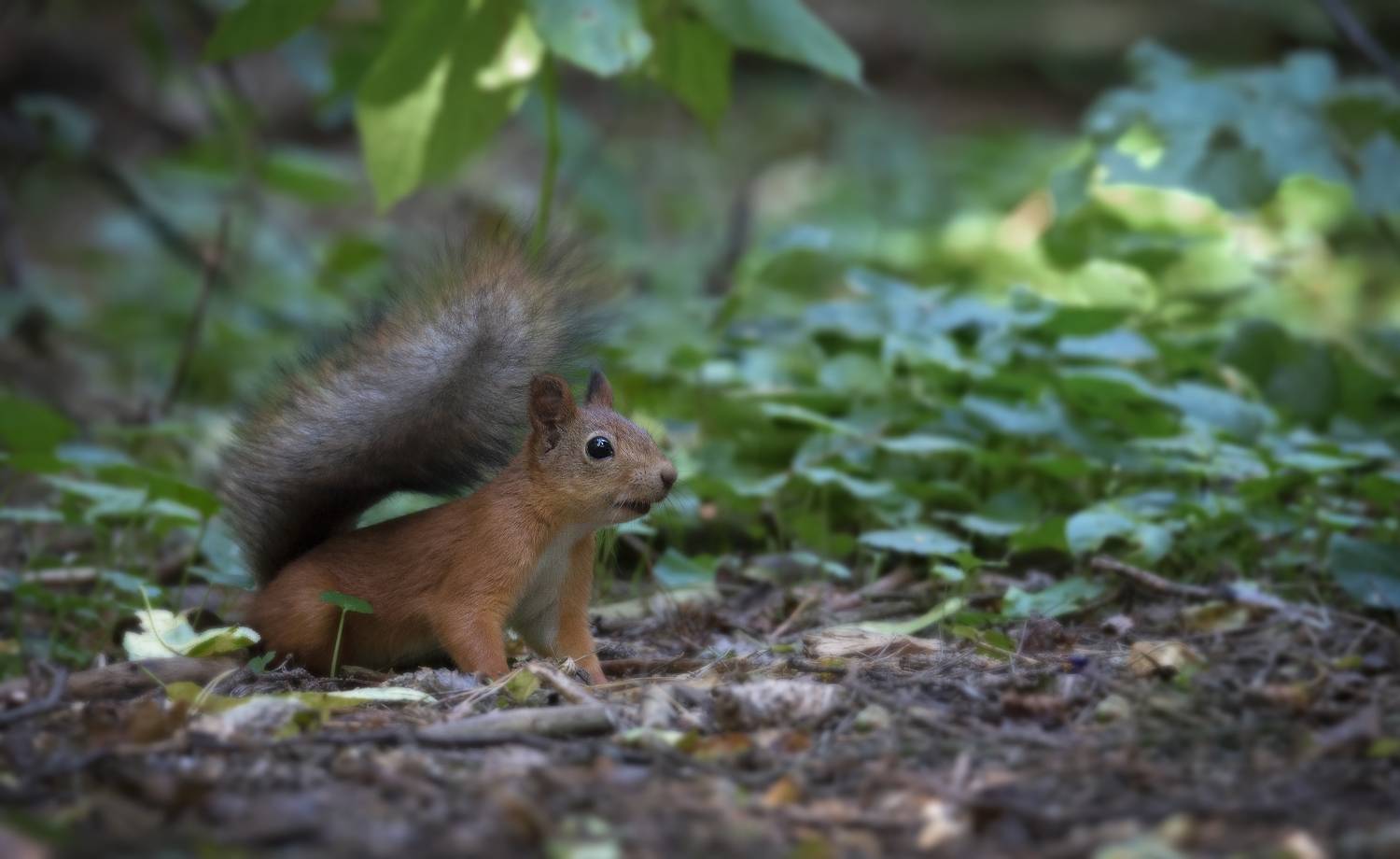 белка, Сергей Аникин
