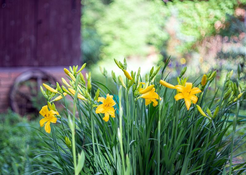 Утро на даче в июне фото превью