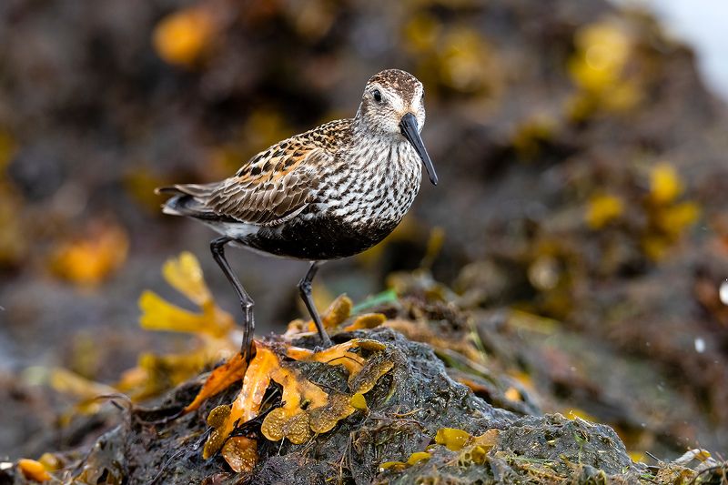 Чернозобик (Calidris alpina). фото превью