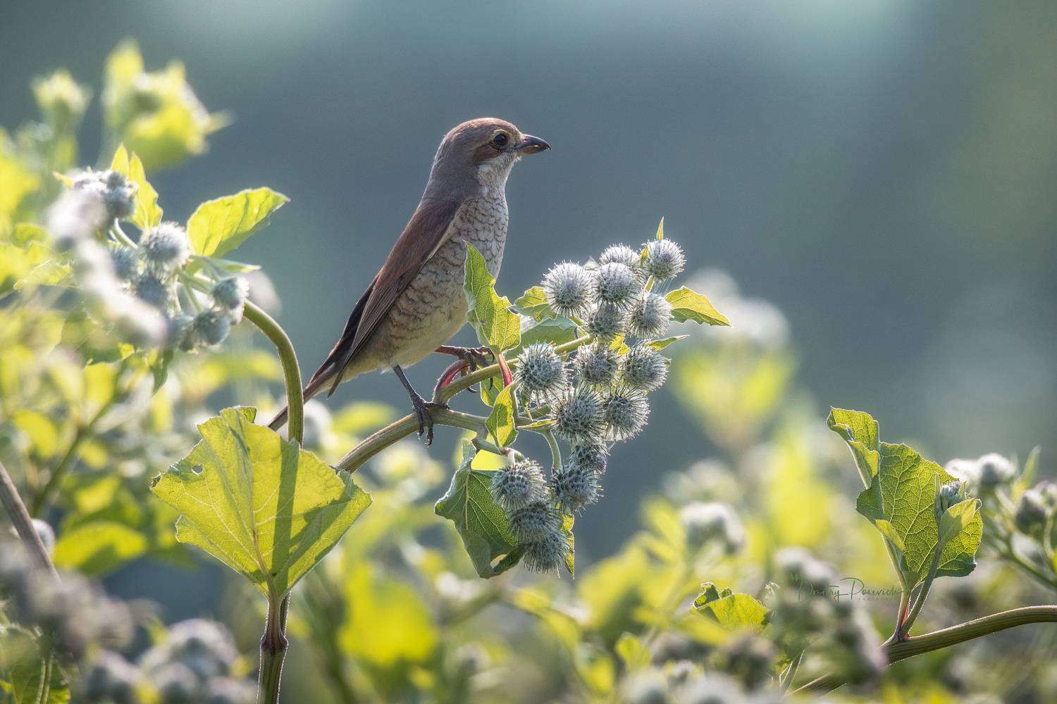 природа, лес, поля, огороды, животные, птицы, макро, Посевич Дмитрий