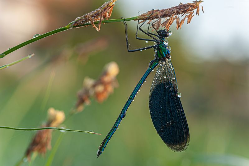 Стрекозка утренняя  фото превью