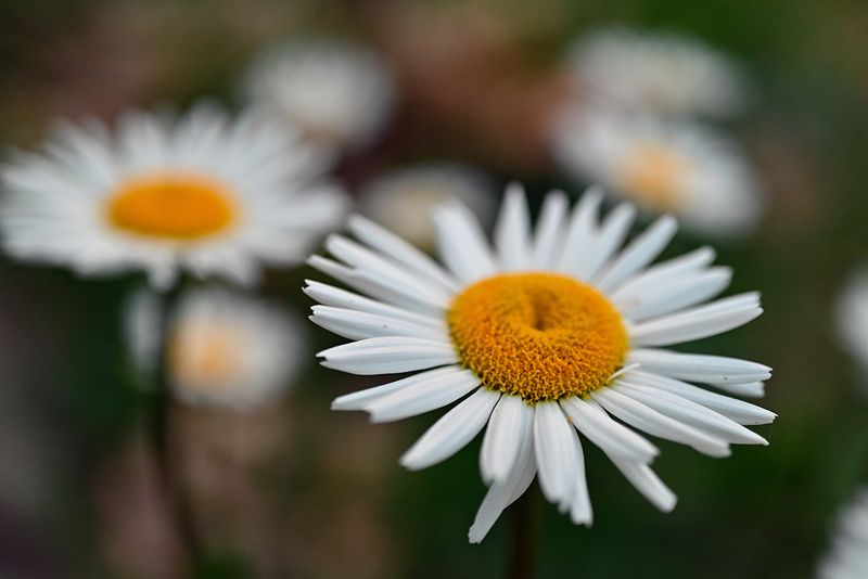 Ромашки фото превью