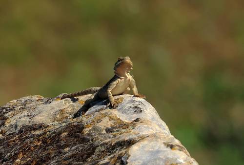 Кавказская агама..