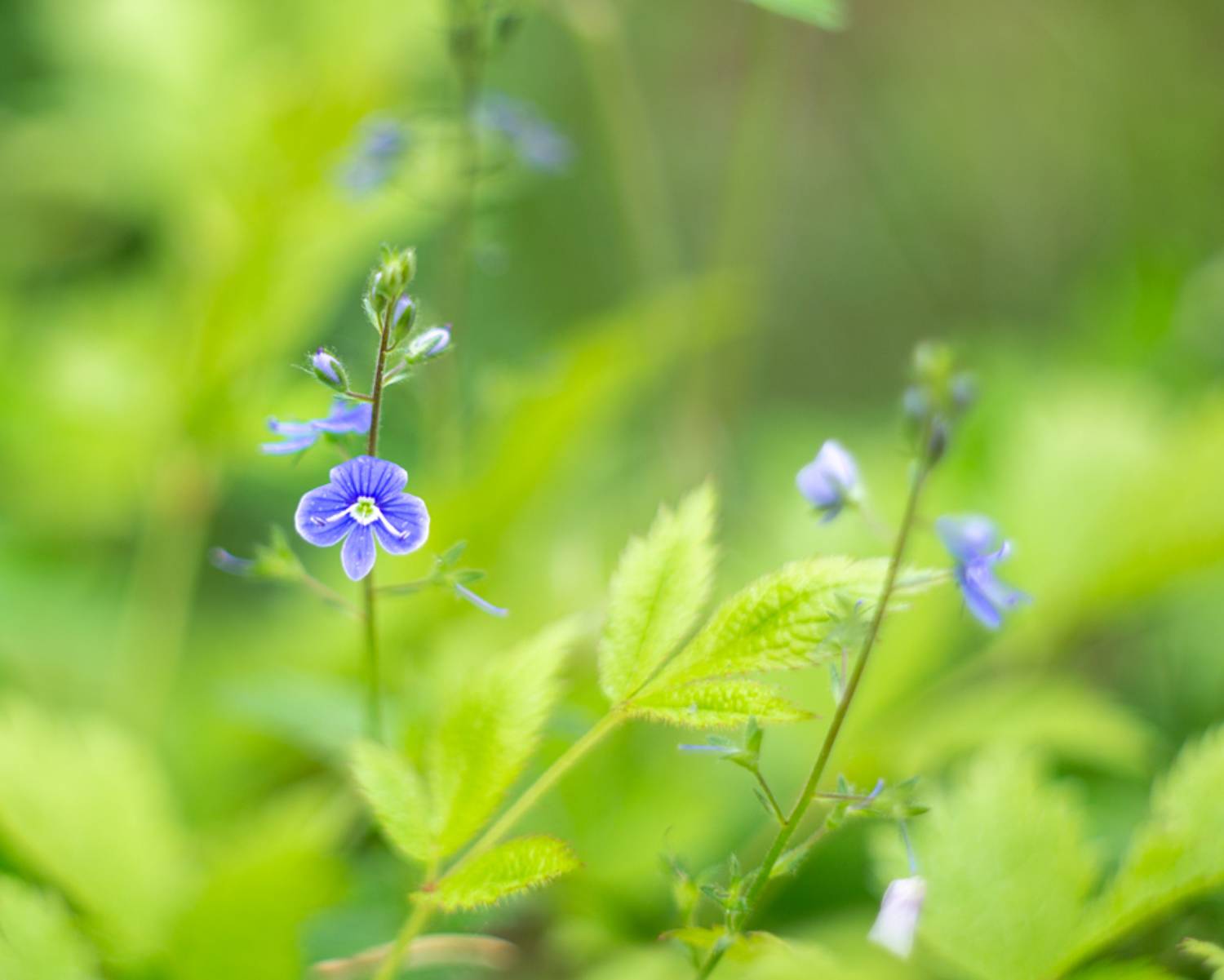 , Людмила Прокофьева