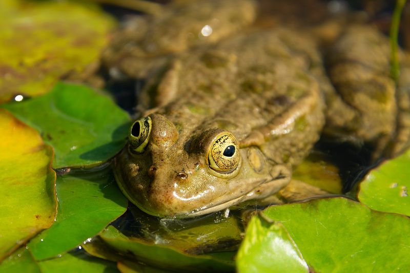 лягушки,животные,макро Лягушки, физиогномика :) фото превью