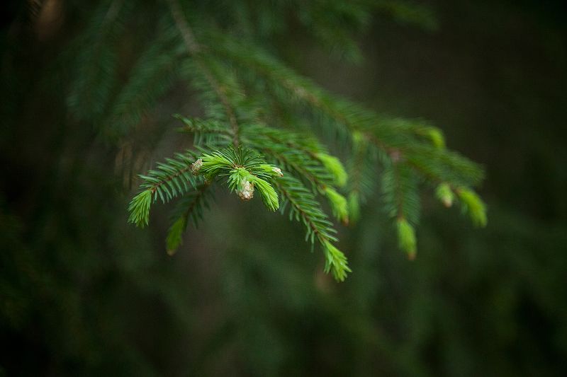 Иголки фото превью