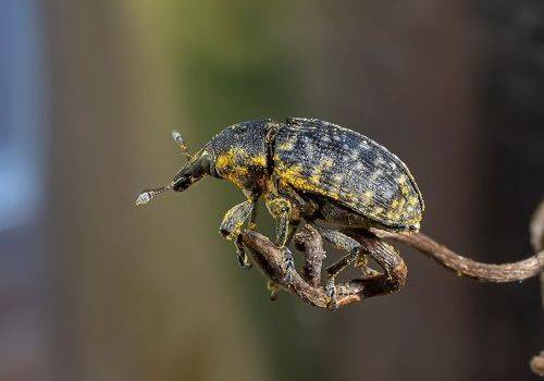 Большой сосновый долгоносик
