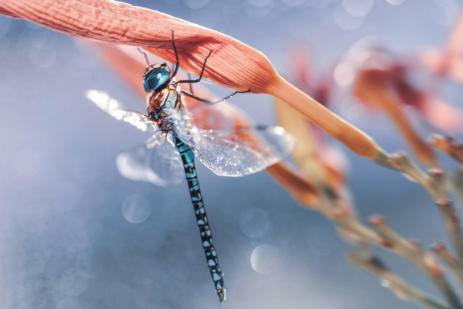 , Лапшина Владлена