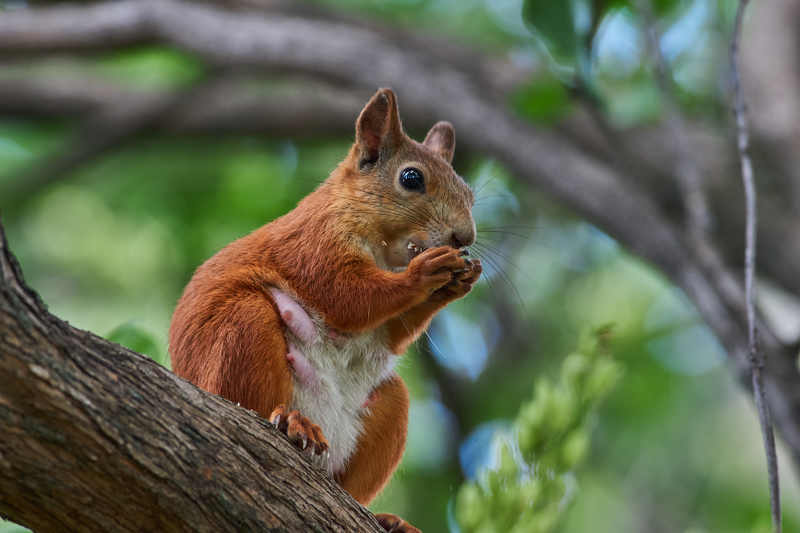 # фото превью