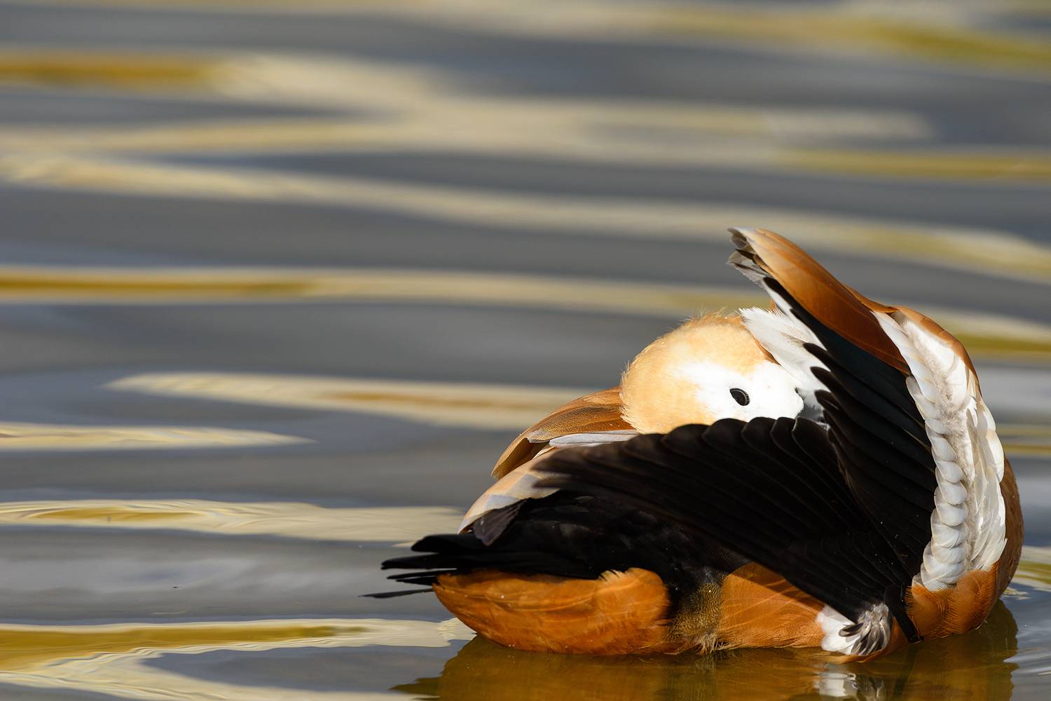 , Александр Добыш
