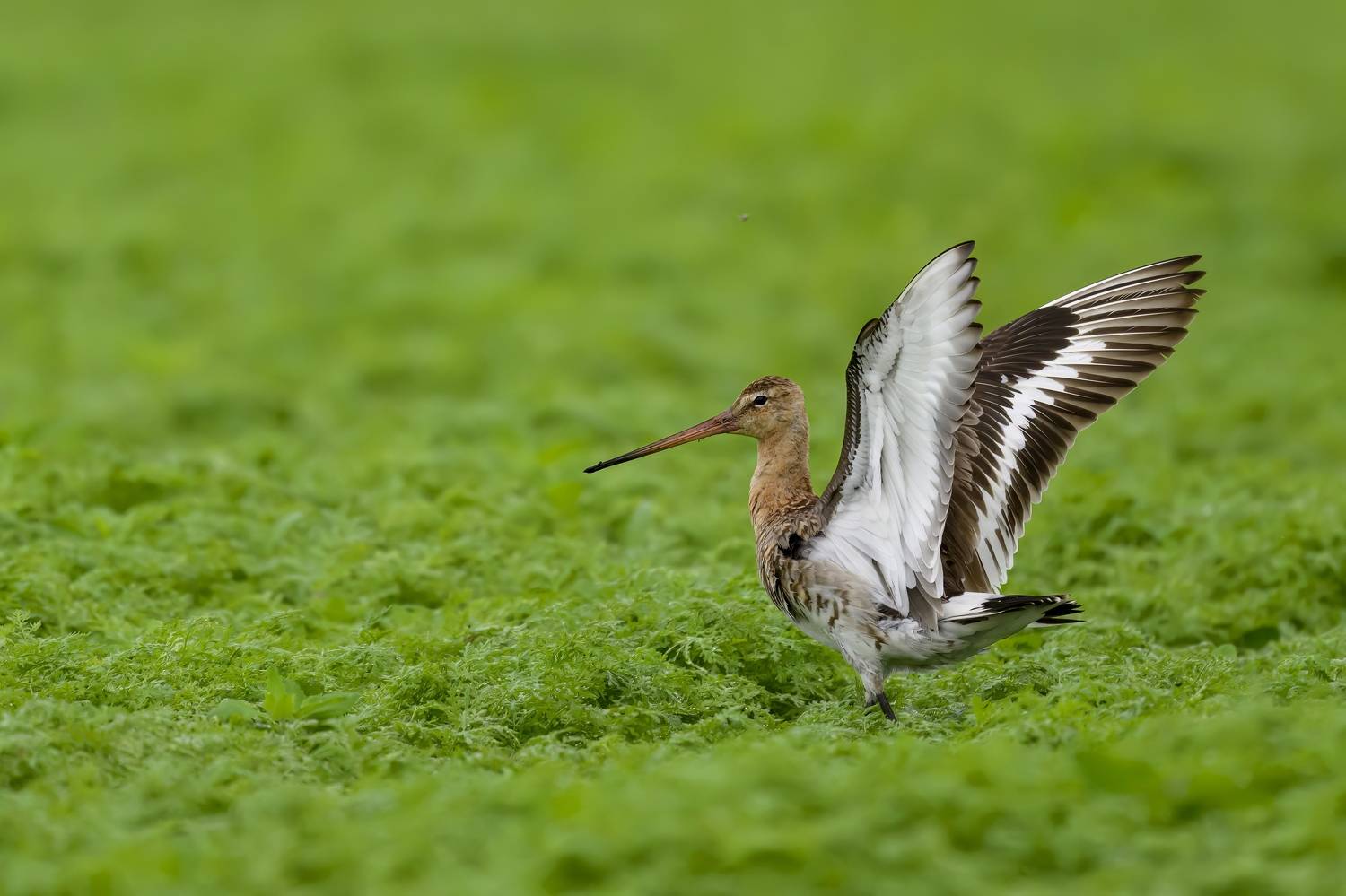 , Пупонин Сергей