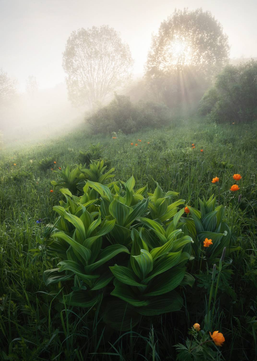 алтайский край, алтайский район, холмогорье, предгорья, алтайское холмогорье, начало лета, чемерица, огоньки, роса, туман, утро, утренний пейзаж, алтайское лето, Рубан Алена