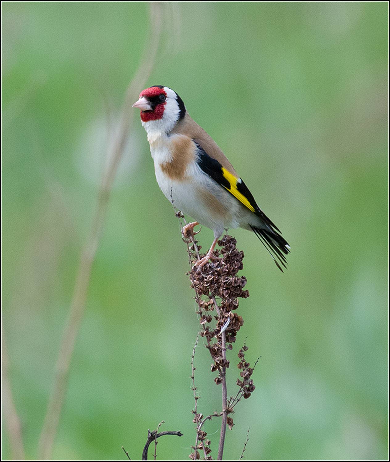 москва, парк, щегол, АНАТОЛИЙ ДОВЫДЕНКО