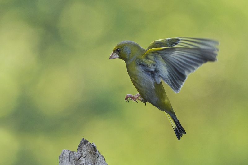 Обыкновенная зеленушка - Lens and Feathers фото превью