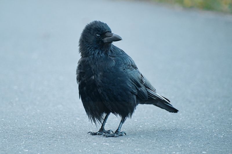 ворон, птицы, птенец, слёток, бердвотчинг, анималистика, дикий животный мир, birds, birdwatching, animals, wildlife Воронёнок фото превью