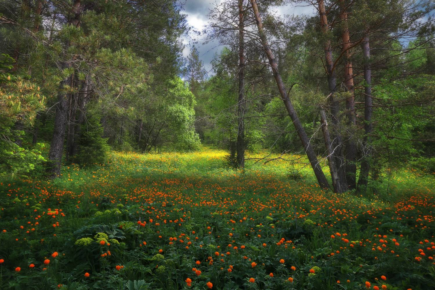 , Галина Хвостенко