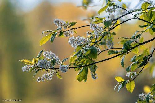 Про лесную черёмуху