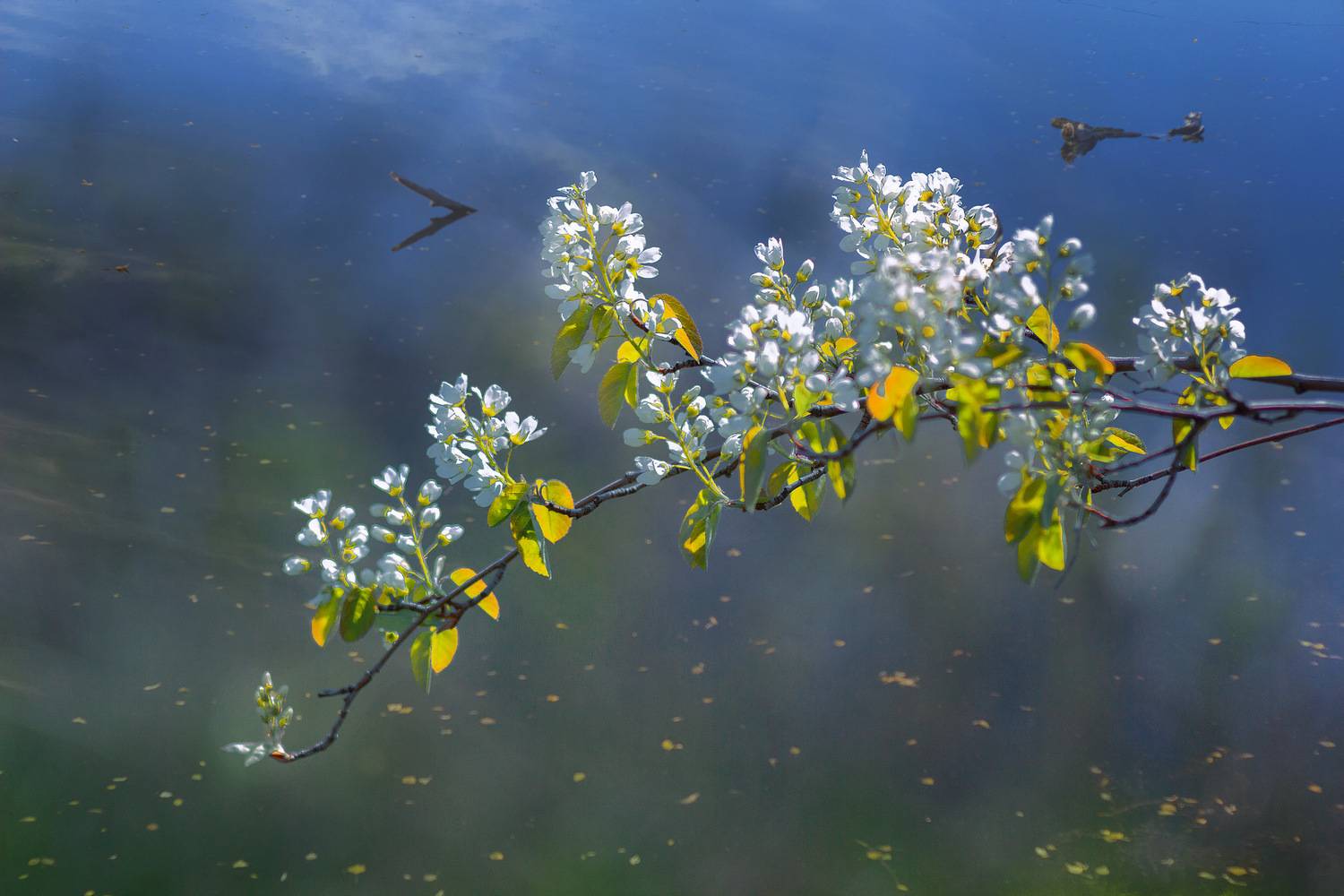 , Александр Канцур