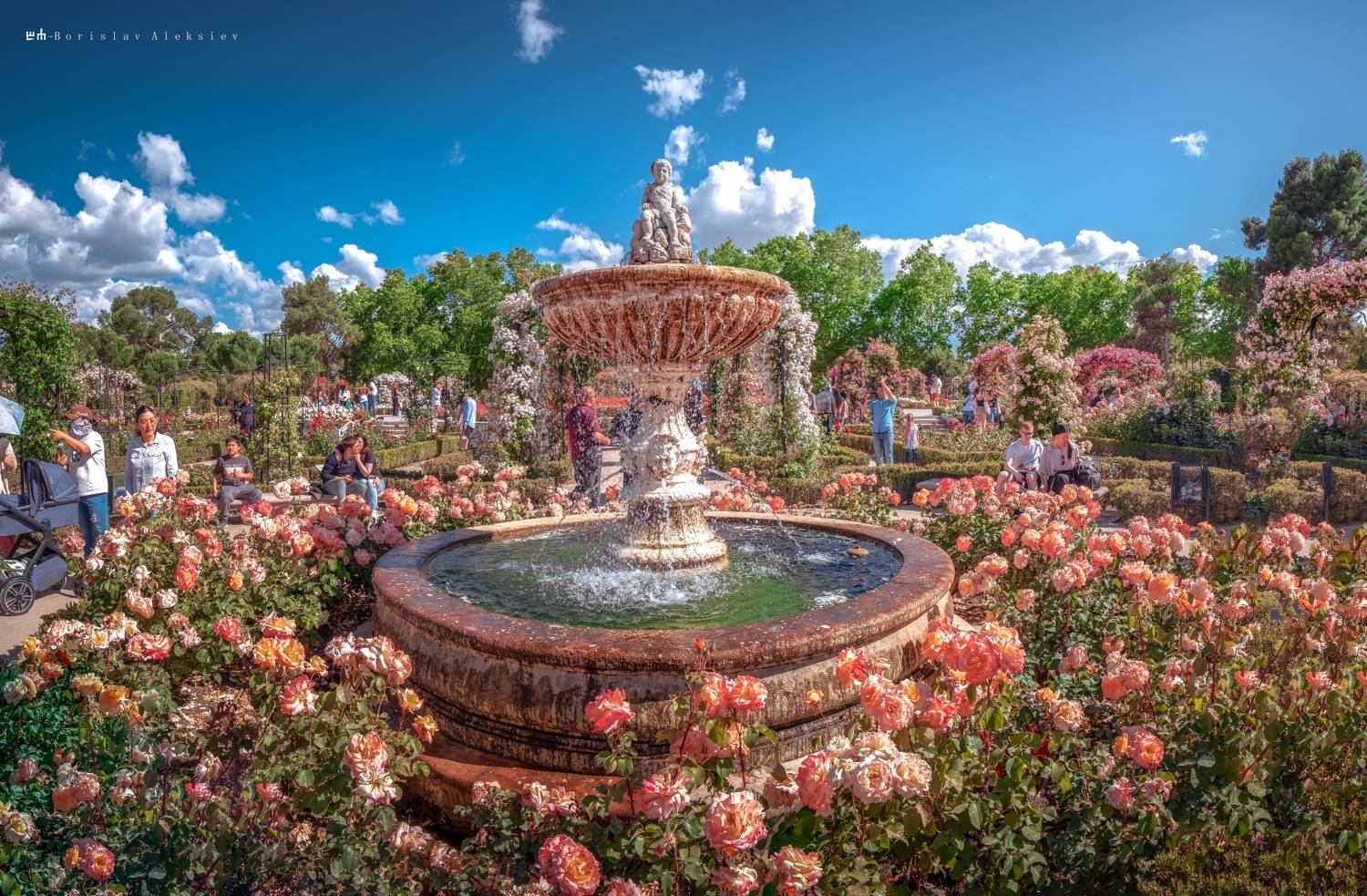 roses,garden,travel,exterior,pink,blue,red,yellow,plant,flowers,, Алексиев Борислав