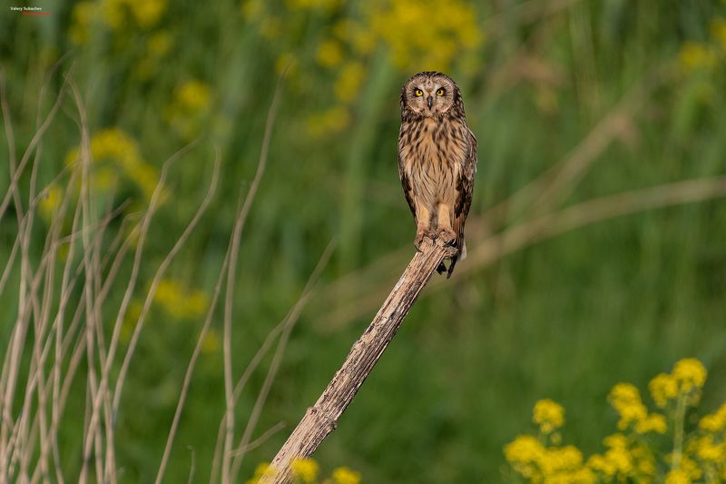Болотная фото превью