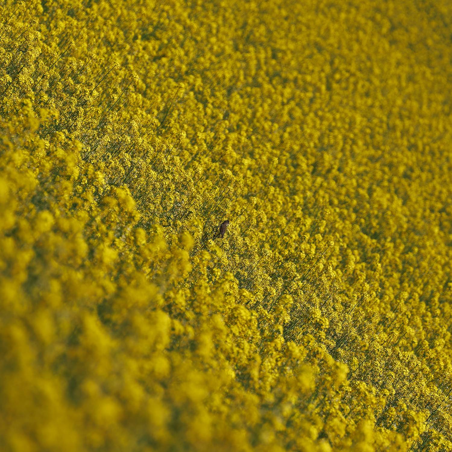 , Загруев Михаил