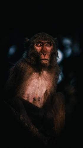 Indochinese rhesus macaque