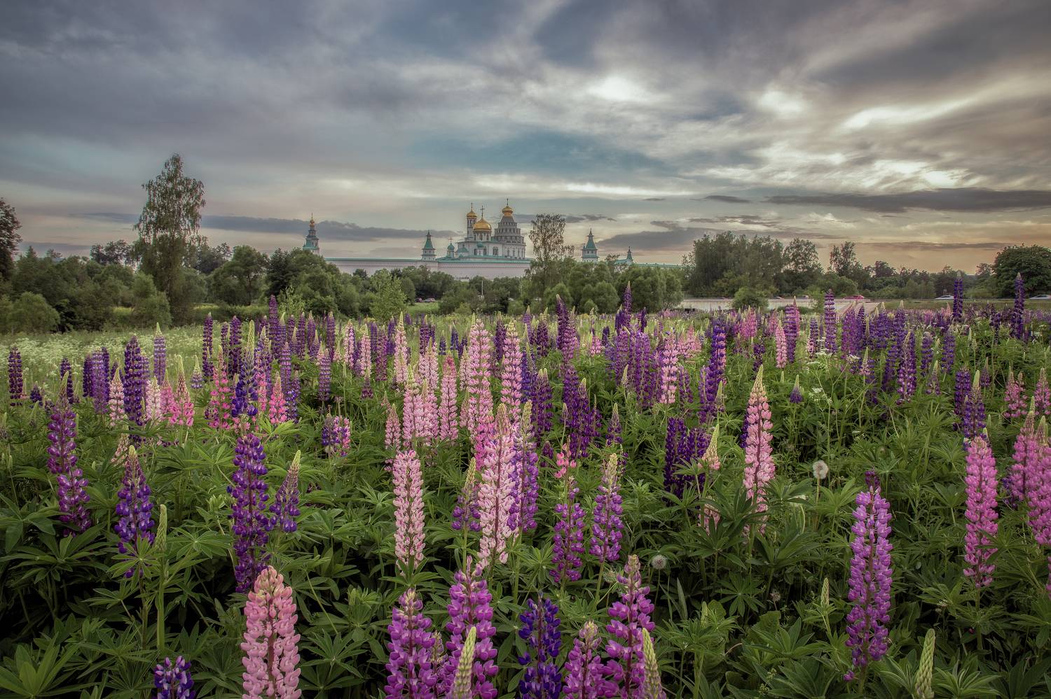 Истра, Гусева Елена