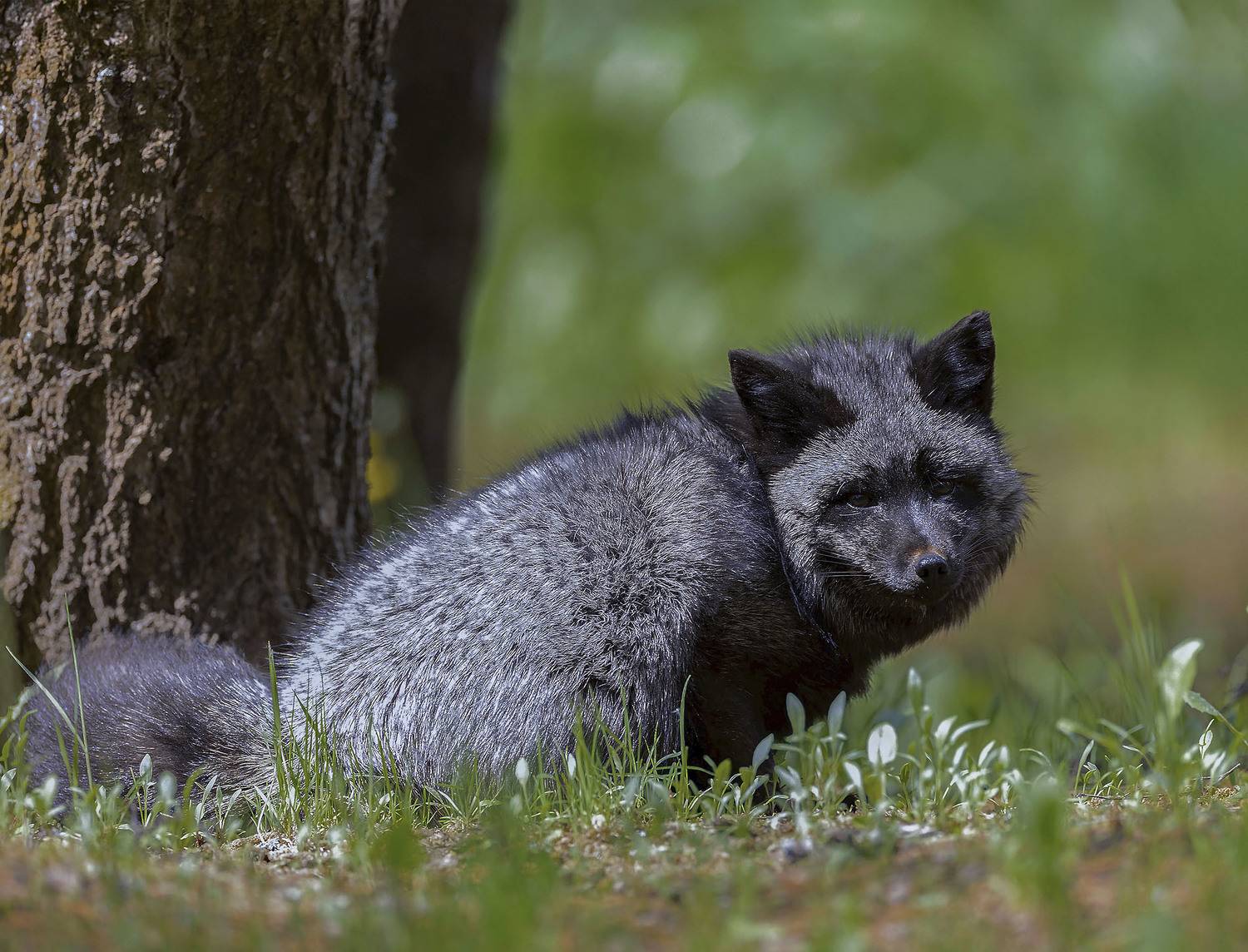 лиса, чернобурая, красотка, лес, природа, fox, beautiful, forest, nature, Стукалова Юлия