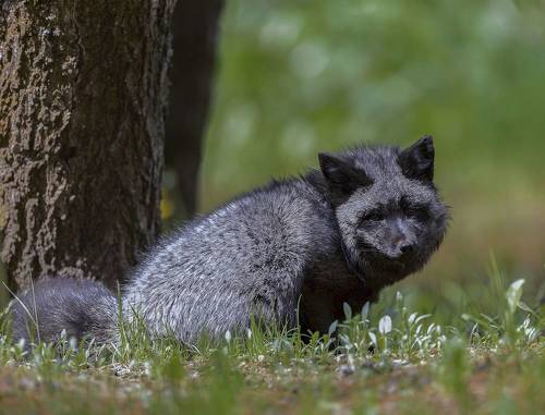 Чернобурая