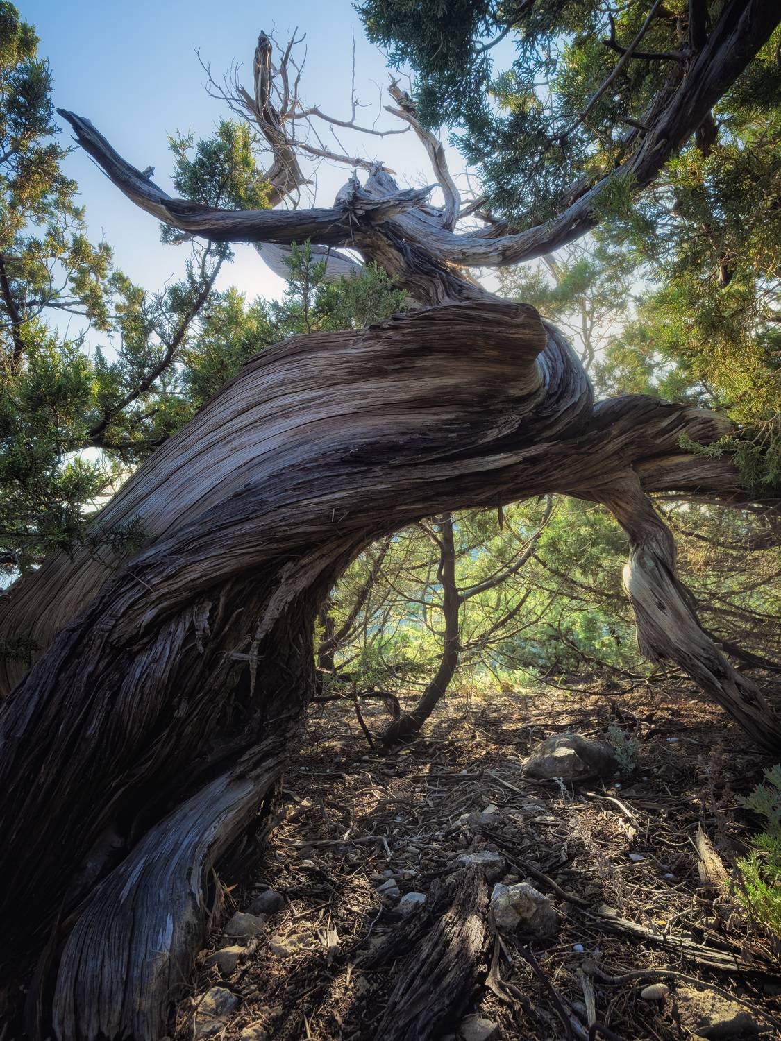 крым, сосна, новый свет,  Алексей