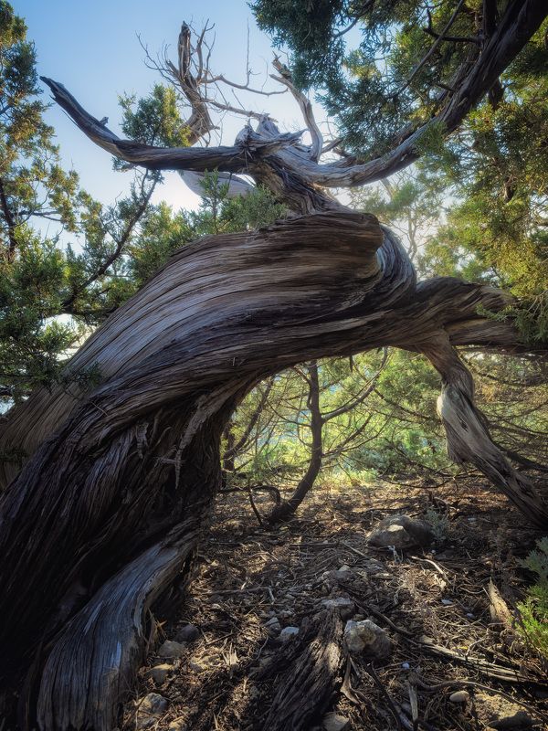 крым, сосна, новый свет Изгибы фото превью