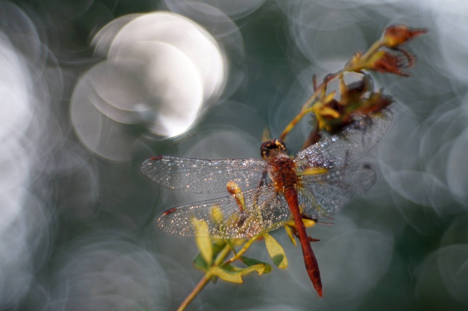 , Чепленко Алексей