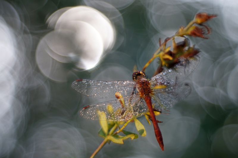Утренние сны фото превью