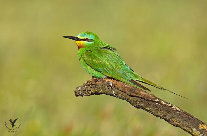 зелёная щурка. На отдыхе. фото превью