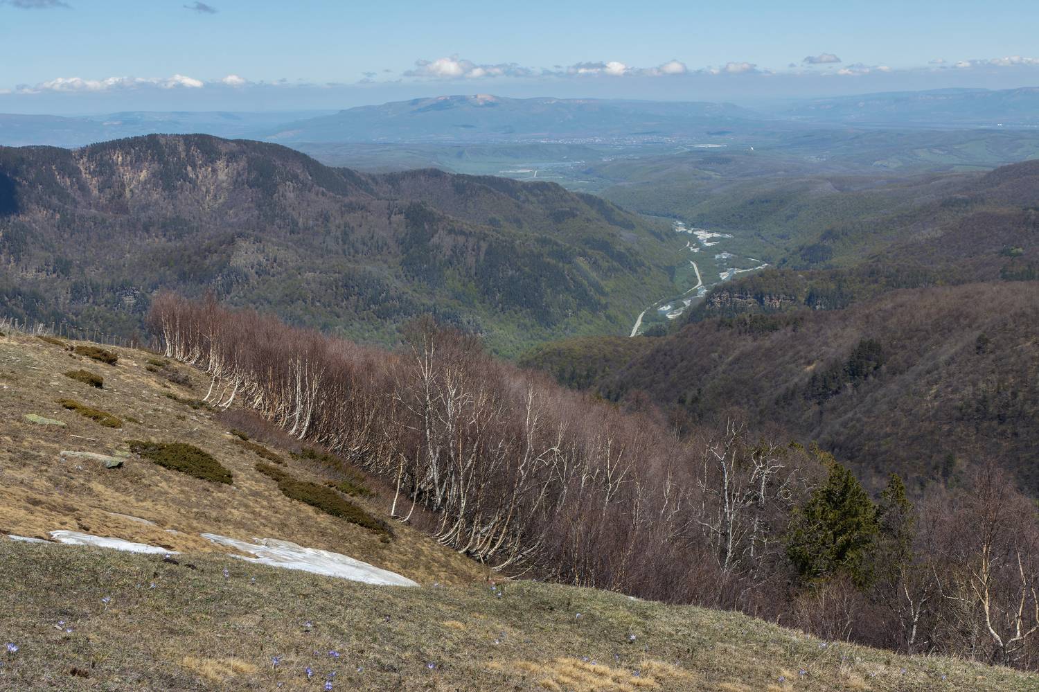горы, склон, долина, луг, лес, береза, дерево, перспектива, Светлана Холодняк