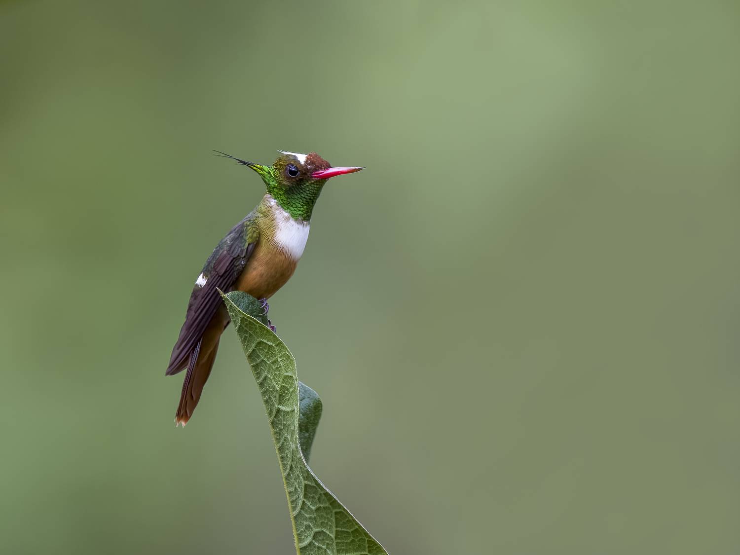 , Burgalin Sequeira Fernando