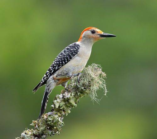 Red-bellied Woodpecker, male -Каролинский меланерпес
