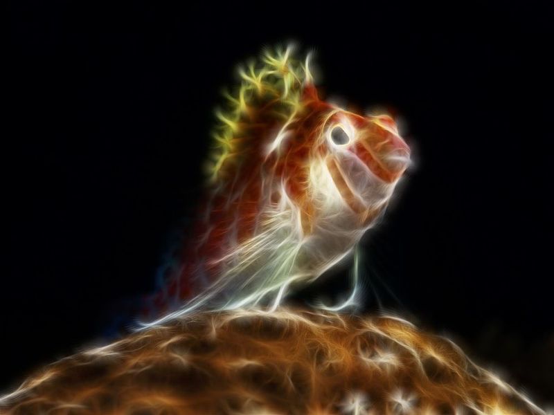 фото превью