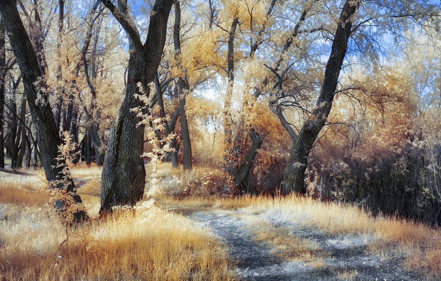 инфракрасная фотография, ивы, лето,  Гобова Наталья