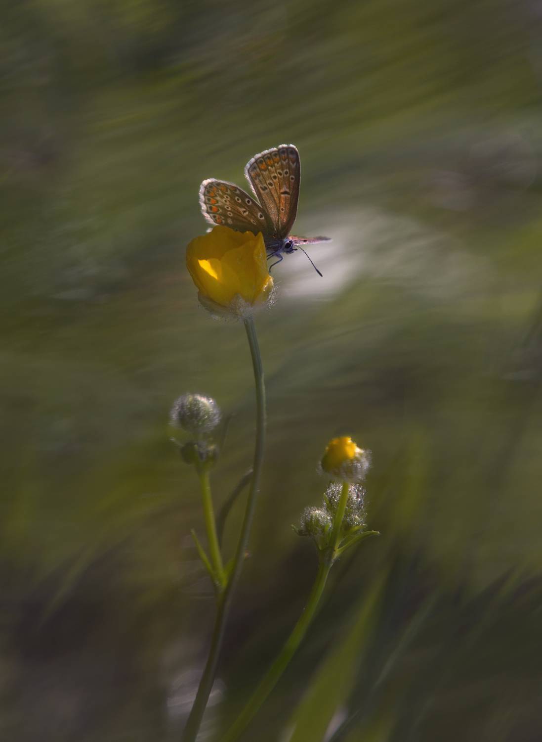 лес, свет, утро, природа, Баранов Олег