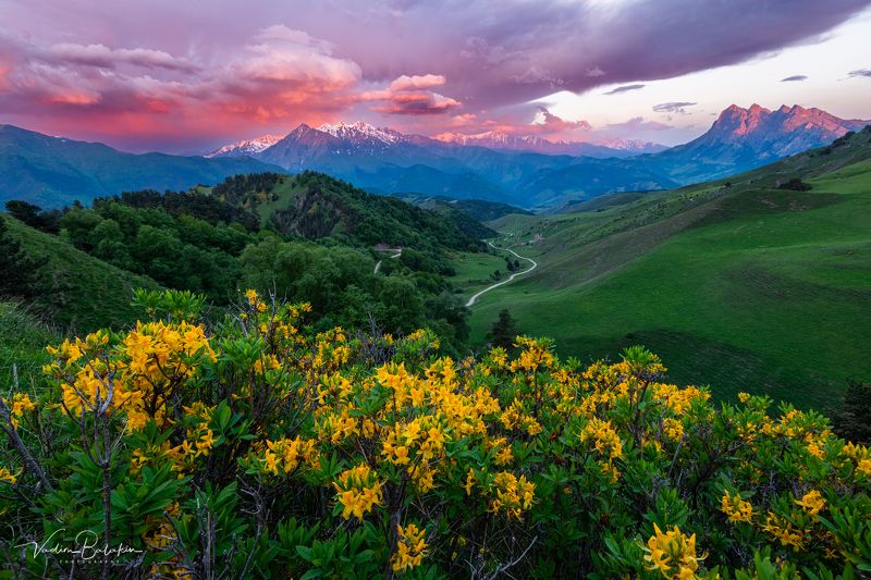 эрзи, заповедник, ингушетия, весна, рододендроны Заповедник Эрзи фото превью