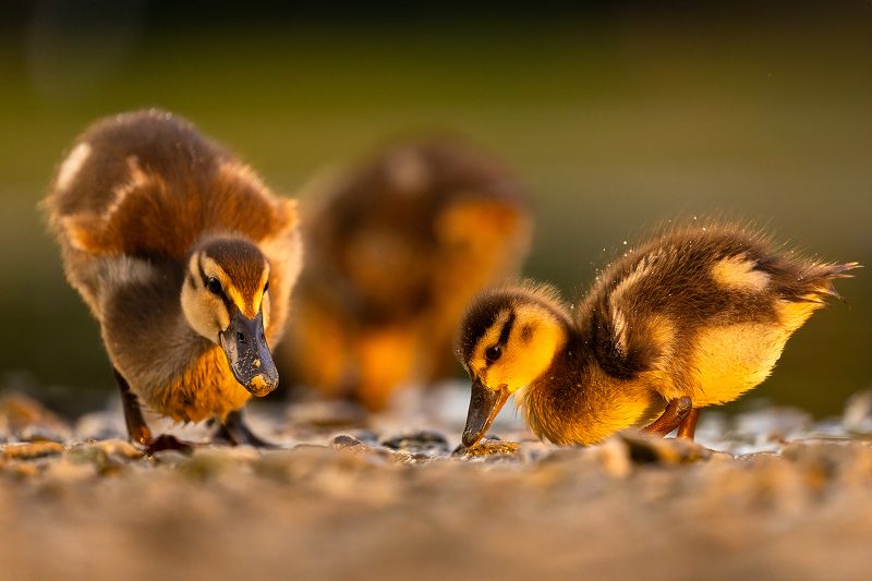 Ducklings фото превью