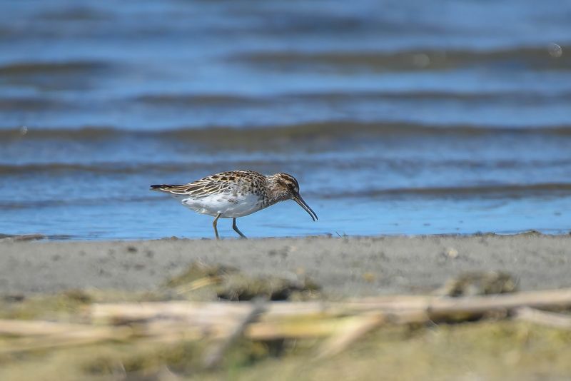 Редкий гость - кулик Грязовик фото превью