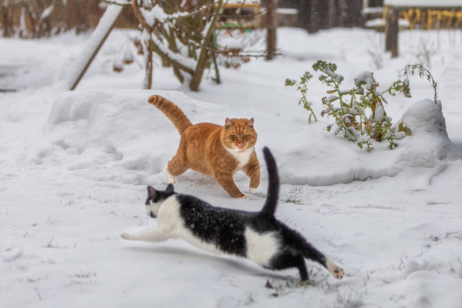 , Alexander Pashenichev