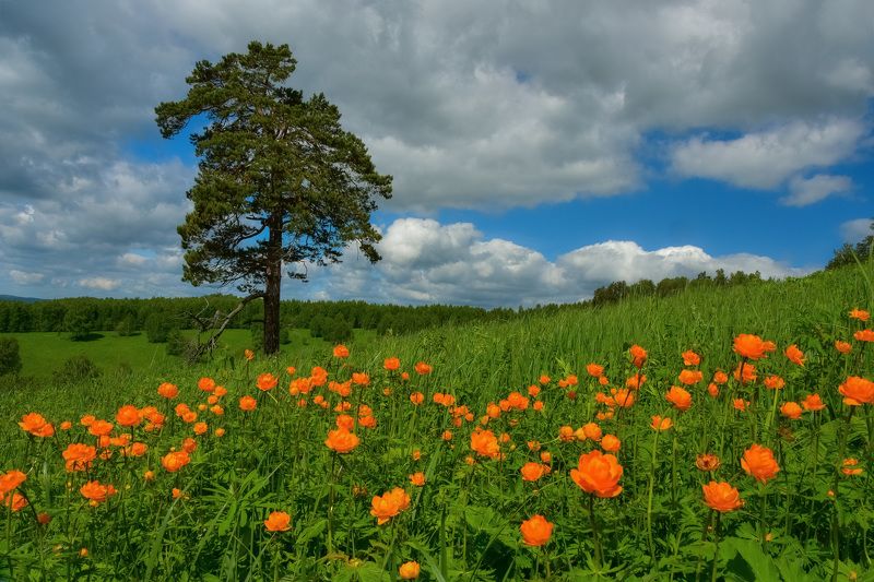 Одинокая сосна, цветущая на лугу фото превью