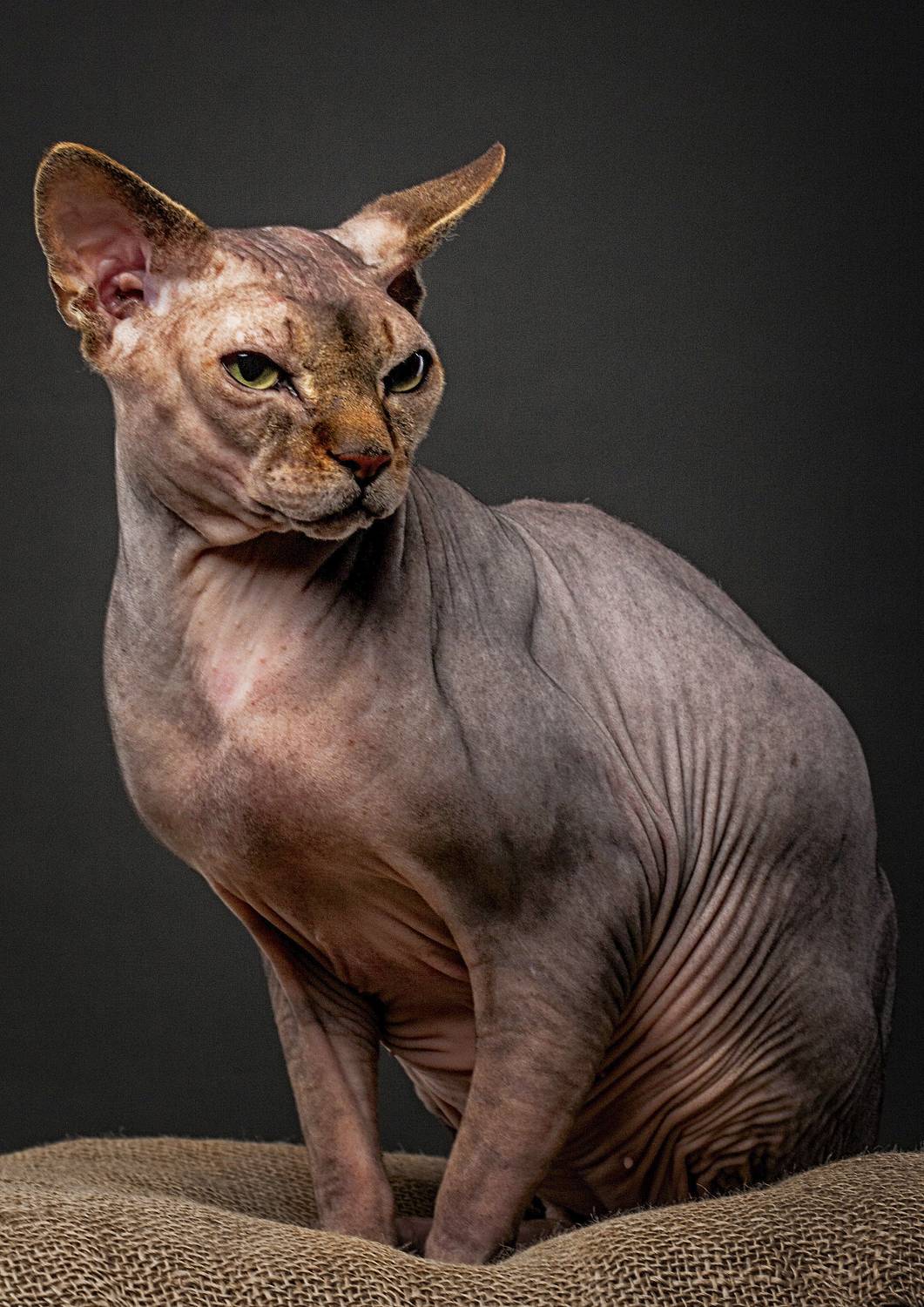 кот, коты, животные, сфинкс, портрет, Дёгтев Евгений