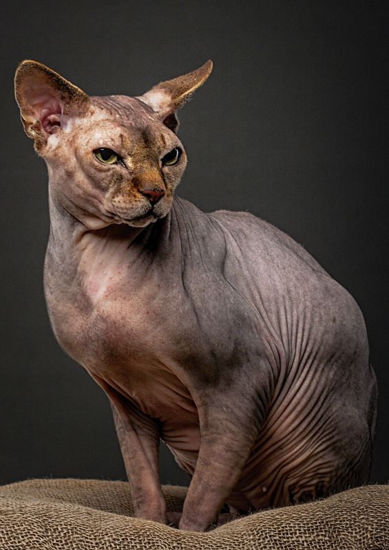 кот, коты, животные, сфинкс, портрет *** фото превью